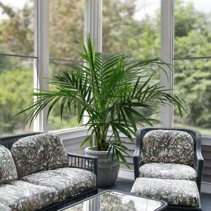 گیاه آپارتمانی مقاوم