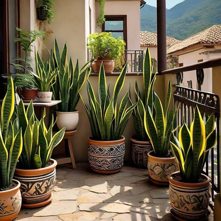 گیاه آپارتمانی سانسوریا