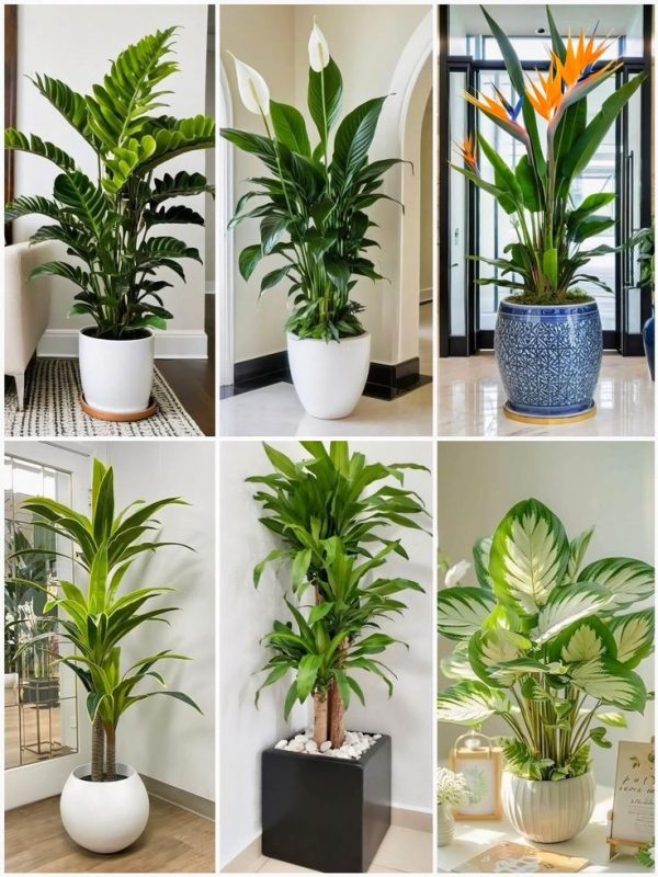 گیاهان آپارتمانی